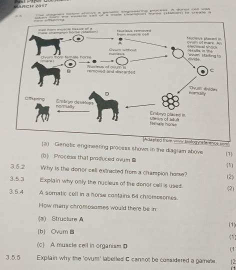 Image result for Genetic Engineering Process Diagram