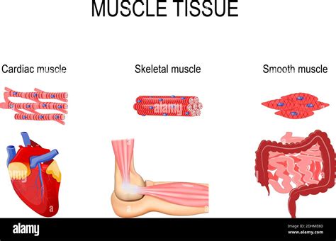 Image result for Skeletal Muscle Tissue Types