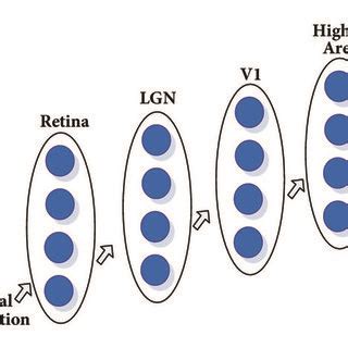 Image result for Processing of Visual Information Pathway