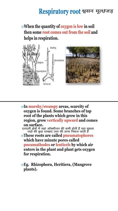 Image result for Root Modification Class 5