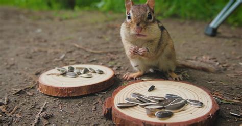 Image result for Digesting Chipmunk