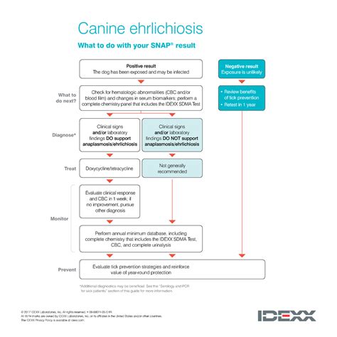 Ehrlichiosis-next-steps - © 2017 IDEXX Laboratories, Inc. All rights ...