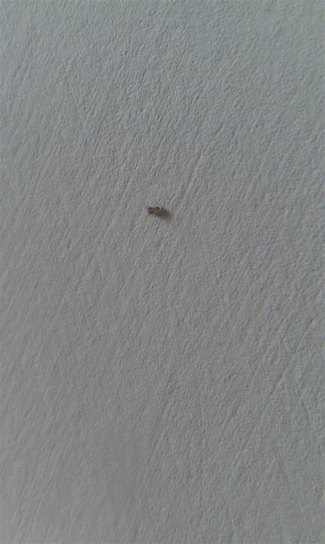 在卧室床上发现这种黑色小虫子，比芝麻一半还小，有人知道杀出方法吗？高分悬赏！_百度知道