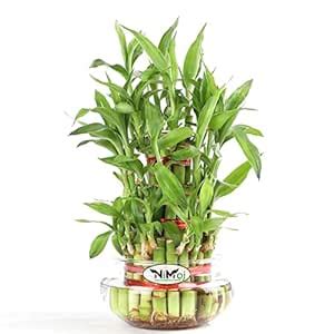 NiMoj | Three Layer Lucky Bamboo Plant Indoor in Glass Pot (3 Layer ...