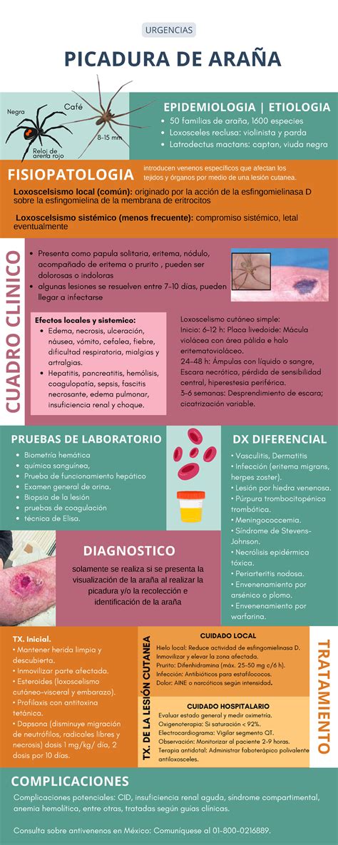 Infografía sobre Picaduras de Araña: Epidemiología y Tratamientos - Studocu