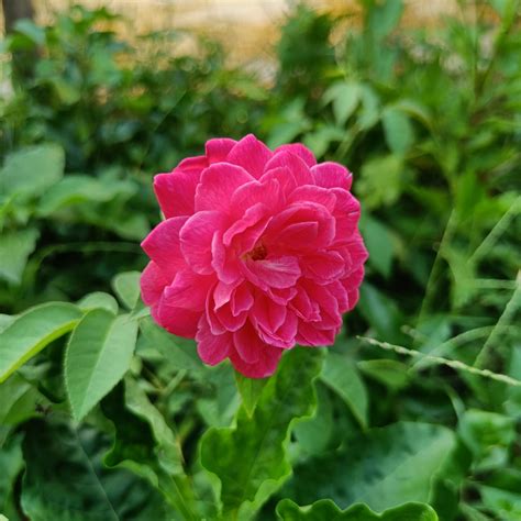Nattu Rose - VGR Gardens