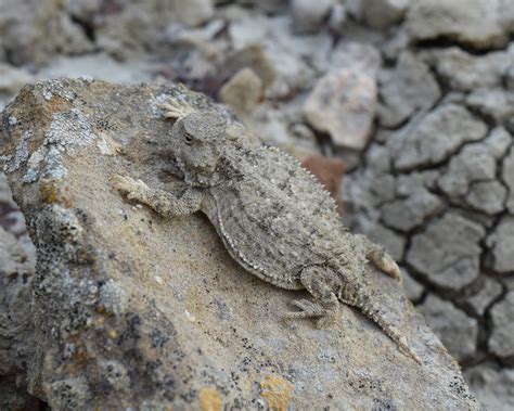 Greater Short-horned Lizard (Phrynosoma hernandesi) - North Dakota Herp ...