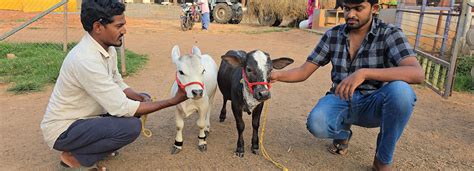 "Discover rare miniature cattle breeds like Micro Mini Cows, Punganur ...