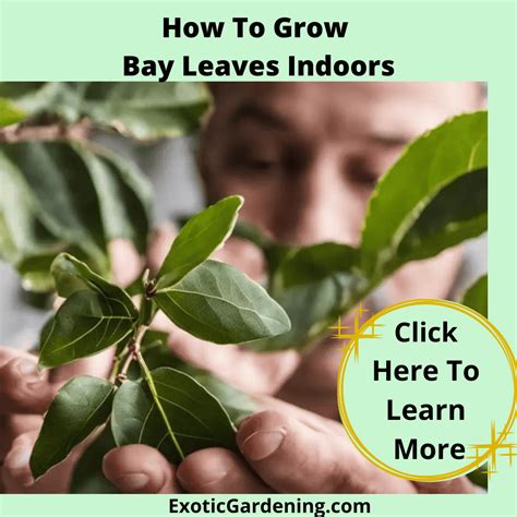 How To Grow Bay Leaves Indoors at Micheal Wilder blog