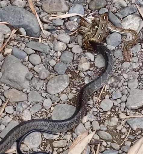 Image result for King Cobra Reticulated Python