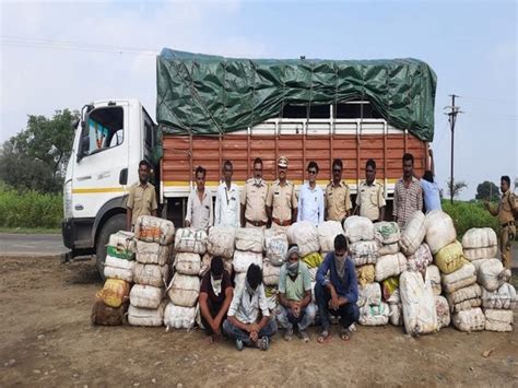 Maharashtra: 1,150 kg Ganja worth Rs 3.45 cr seized, 4 detained