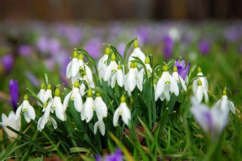 Vijesnici proljeća zaštićene su vrste o kojima postoji mnogo priča i ...