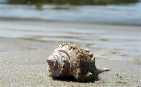 shell, marine, wet, surface level, beach, water, animal wildlife ...