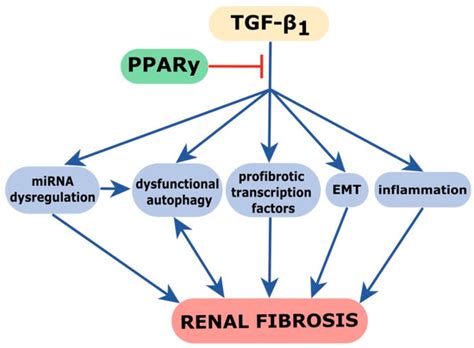Pioglitazone Protects Tubular Epithelial Cells during Kidney Fibrosis ...