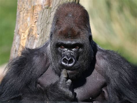 File:Gorilla 019.jpg - Wikipedia