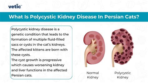 Polycystic Kidney Disease in Cats: Persian Cat Kidney Failure