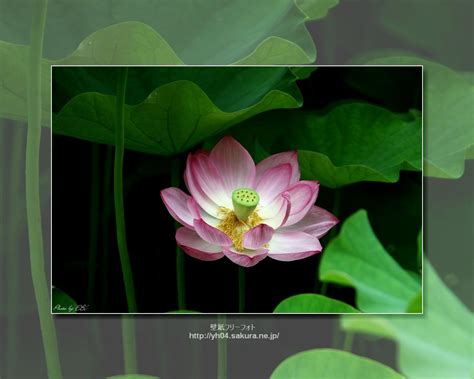 Image result for PythonAnywhere CSS Not Loading