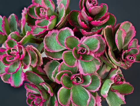 10 Sedum Varieties To Grow Indoors and Out - Backyard Boss