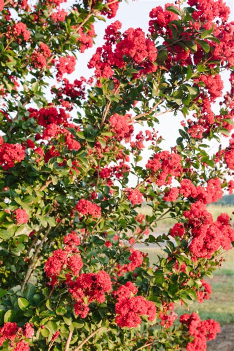 Image result for Red Thread Magic Carpe