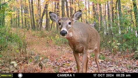 When is deer season in Pennsylvania for bucks and does