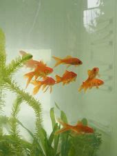 Image result for Rust Fish PFP