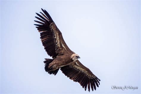 Image result for Tutorial Almoraima