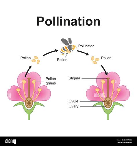 Flower Ovule