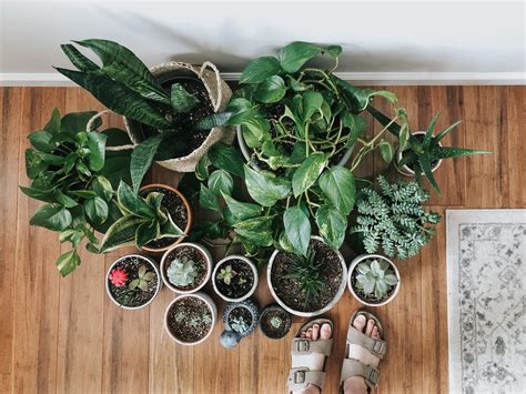 5 Low Maintenance House Plants That Are Hard To Kill! | Sammy On State