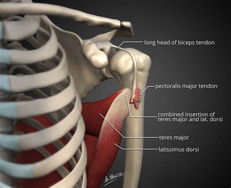 Latissimus Dorsi Insertion