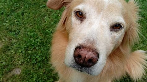 Do Dogs Get Poison Ivy? - Anita Sanchez