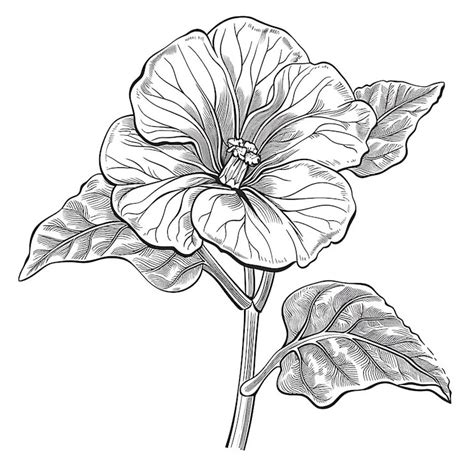 Butterfly pea flower sketch Photos - Download Free High-Quality ...