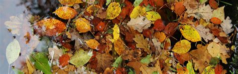 Download wallpaper autumn, leaves, Wallpaper, wallpaper, wallpapers ...