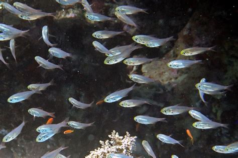 Image result for Red Sweeper