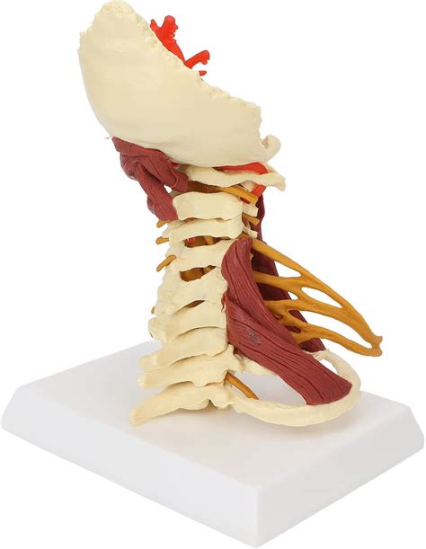 CHICIRIS PVC Cervical Spine Model for Teaching Presentation India | Ubuy