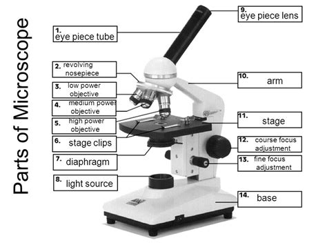 Image result for Compound Microscope Light Source