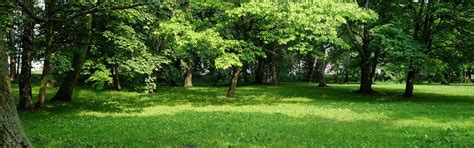Download wallpaper park, tree, meadow, section nature in resolution ...