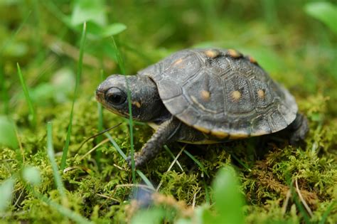 Image result for Dwarf Turtle