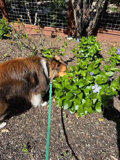 Yuzu says —> stop and smell the flowers! : r/sheltie