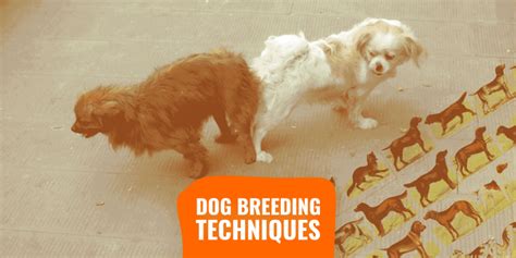 Image result for First Breeding Dogs