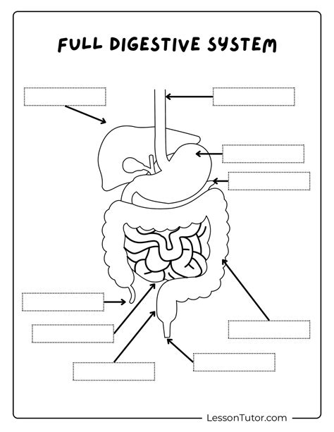 Image result for Digestive System Lesson