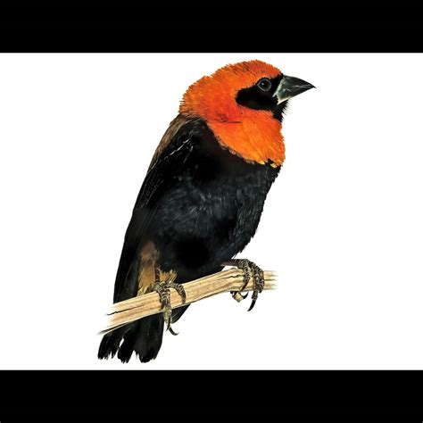 Black-winged Red Bishop (Euplectes hordeaceus) identification - Birda