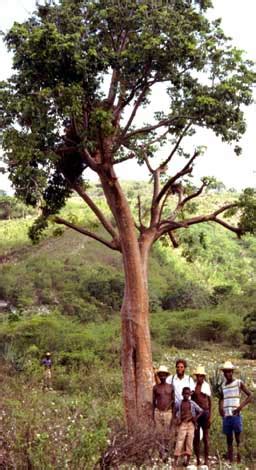 UNIQUE TREES - Outdoor Luxury