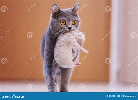 Image result for Programing Database
