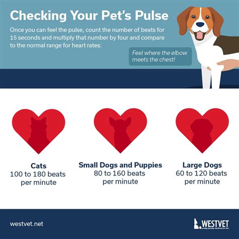 Dogs Normal Heart Beat