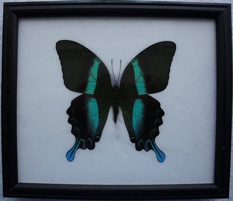 GREEN PEACOCK SWALLOWTAIL (PAPILIO BLUMEI) BUTTERFLY PICTURE FRAME ...