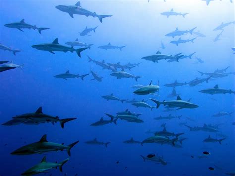 Image result for Fish Reproducing