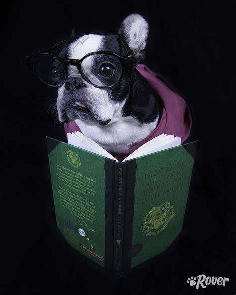 The 61 Best Harry Potter Dog Names by Popularity
