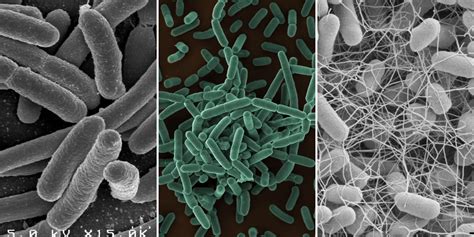 Food Safety in Indoor Farming: E. coli, Listeria, and Salmonella ...