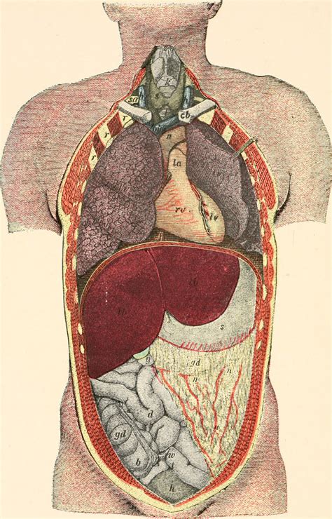 Human Biology – Simple Book Publishing