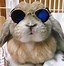 Image result for Cute and Funny Bunnies